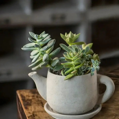 Teapot Concrete Planter