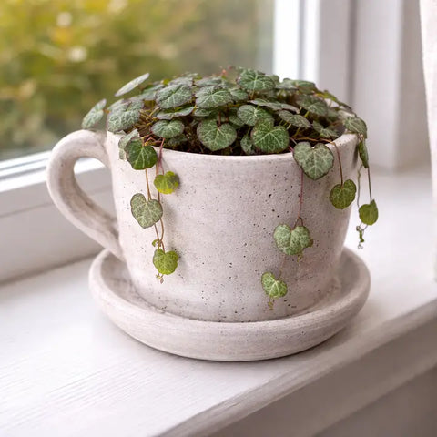 Teacup Cement Planter